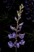 Lupinus argenteus 18-9350